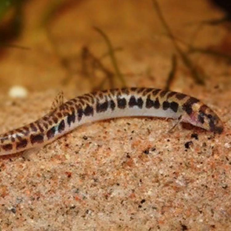 Pangio shelfordii   Slangenvisje 4 cm.